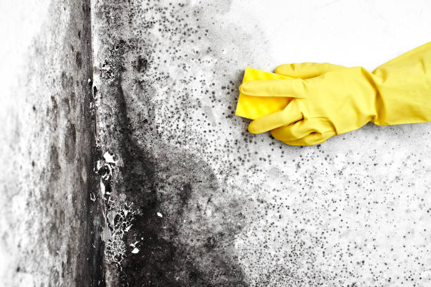 Best Mold Cleaning Services  in USA